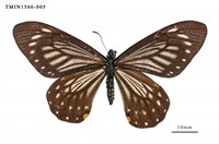 藏品(黃星斑鳳蝶)的圖片